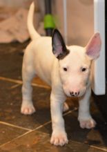 CKC Bull Terrier Pups, 2 still available! Ready to go this week!