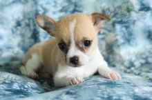 CKC Chihuahua Pups, 2 still available! Ready to go this week!