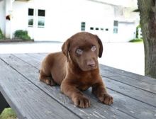 CKC Chocolate Labrador Retriever Pups, 2 still available! Ready to go this week!