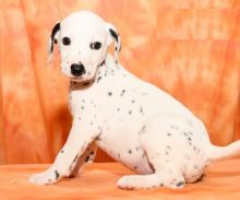 CKC Dalmatian Pups, 2 still available! Ready to go this week!