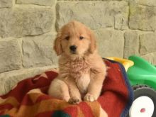 CKC Golden Retriever Pups, 2 still available! Ready to go this week!