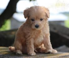 CKC Maltipoo Pups, 2 still available! Ready to go this week!