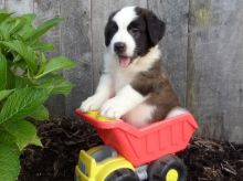 CKC Saint Bernard Pups, 2 still available! Ready to go this week!