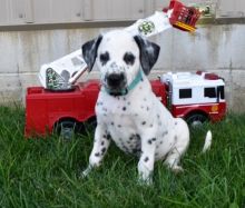 Dalmatian (Boy & Girl)