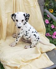 Dalmatian Puppies ♥️