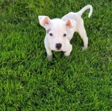 excellent health American bully puppies