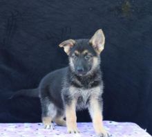 German Shepherd (Boy & Girl)
