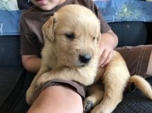 Golden Retriever (Boy & Girl)