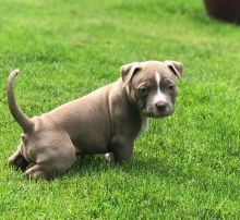 lovely American bully puppies
