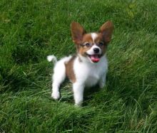 Papillon Puppies ♥️