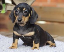 Top Quality Black and Tan Dachshunds