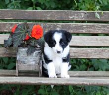 Top Quality Border Collies