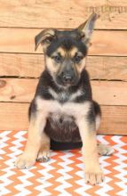Top Quality German Shepherds