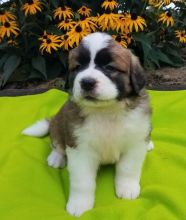 Top Quality Saint Bernards