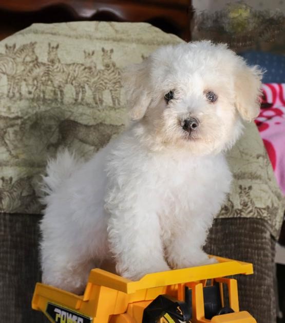 Bichon Frise (Boy & Girl) Image eClassifieds4u