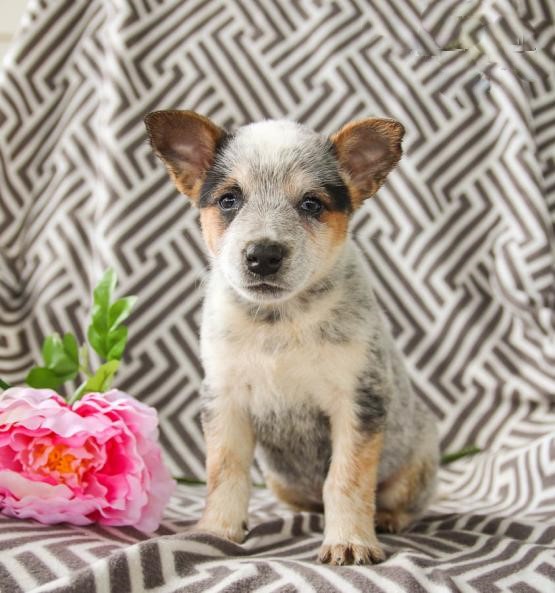 Blue Heeler (Boy & Girl) Image eClassifieds4u