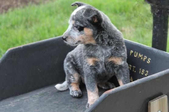 Blue Heeler Puppies ♥️ Image eClassifieds4u