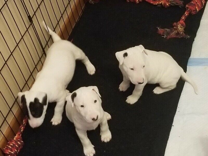 Bull Terrier Puppies ♥️ Image eClassifieds4u