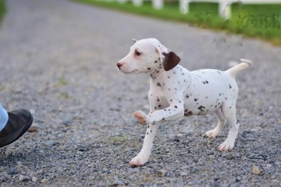 CBCA Reg'd Dalmatian Puppies Image eClassifieds4u