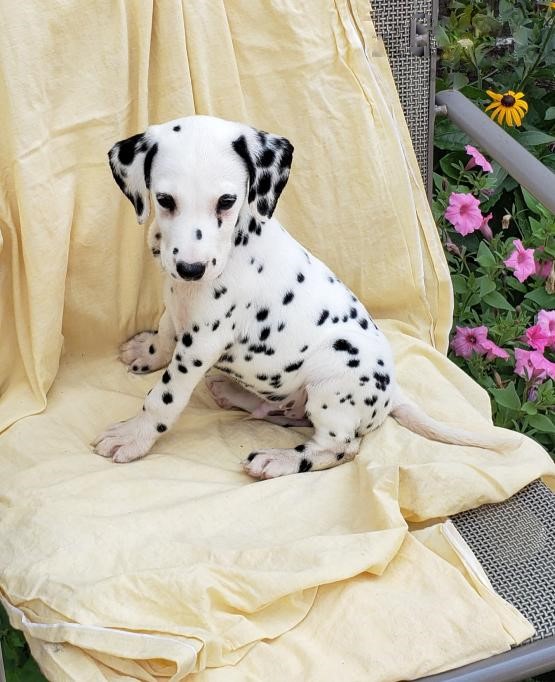 Dalmatian Puppies ♥️ Image eClassifieds4u