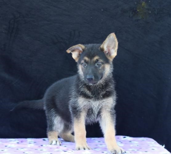 German Shepherd (Boy & Girl) Image eClassifieds4u
