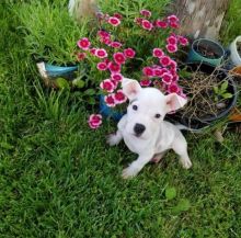 American bully awaiting new homes Image eClassifieds4u 1