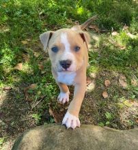 American bully awaiting new homes Image eClassifieds4u 2