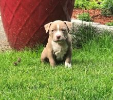 American bully puppies Image eClassifieds4U