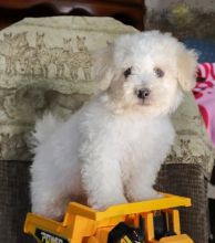 Bichon Frise (Boy & Girl) Image eClassifieds4U