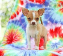 Chihuahua Puppies ♥️ Image eClassifieds4U