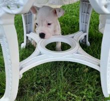 Male and Female American bully puppies Image eClassifieds4u 2