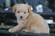 Maltipoo (Boy & Girl) Image eClassifieds4U