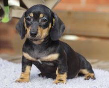 Top Quality Black and Tan Dachshunds Image eClassifieds4U