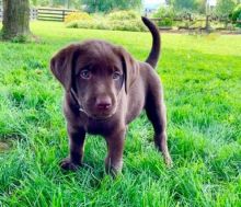 Top Quality Chocolate Labrador Retrievers Image eClassifieds4U