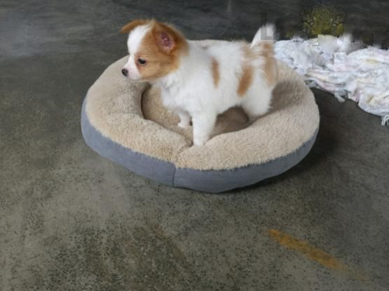 Papillon (Boy & Girl) Image eClassifieds4u