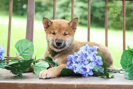 Shiba Inu Puppies ♥️ Image eClassifieds4u