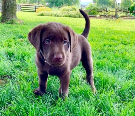 Top Quality Chocolate Labrador Retrievers Image eClassifieds4u