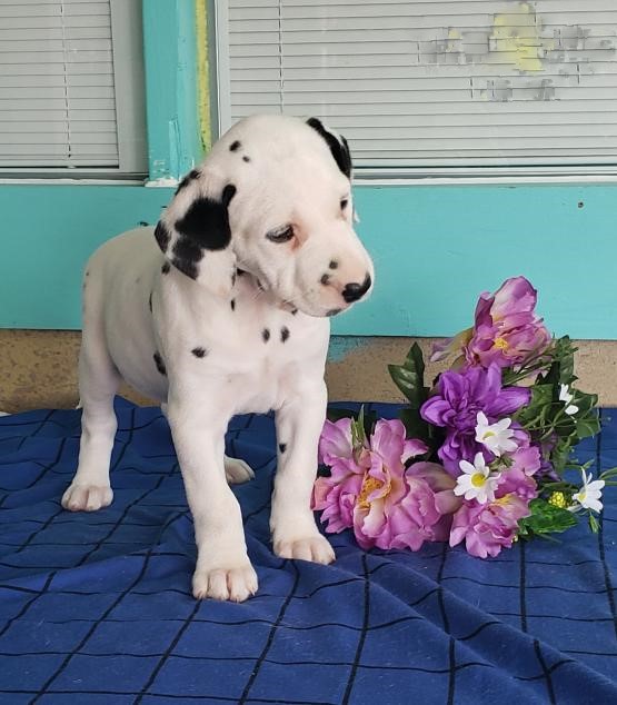 Top Quality Dalmatians Image eClassifieds4u