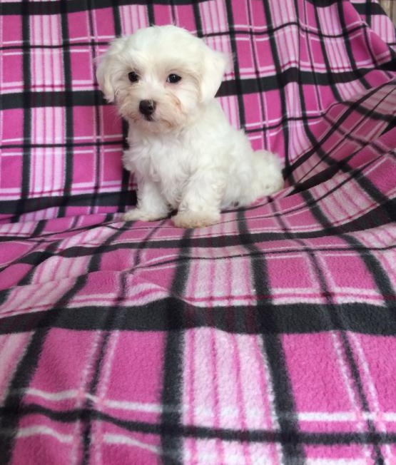 Top Quality Maltese Image eClassifieds4u