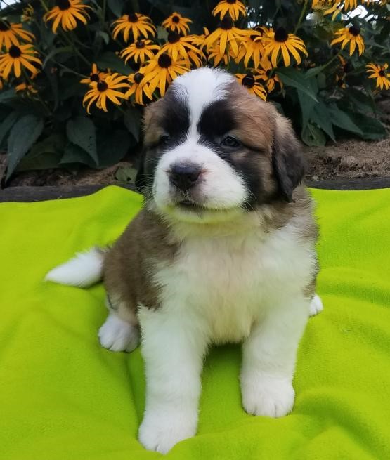 Top Quality Saint Bernards Image eClassifieds4u