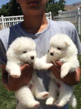 Beautiful Samoyed puppies Available .