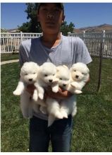 Beautiful Samoyed puppies Available .