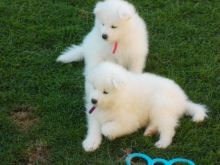 Beautiful Samoyed puppies Available .