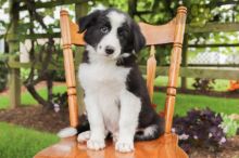 Border Collie (Boy & Girl)