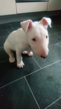 Bull Terrier (Boy & Girl)