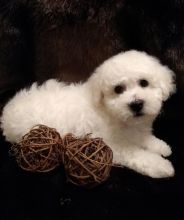 CBCA Reg'd Bichon Frise Puppies