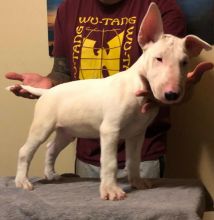 CBCA Reg'd Bull Terrier Puppies