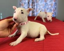 CBCA Reg'd Bull Terrier Puppies