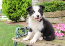 CKC Border Collie Pups, 2 still available! Ready to go this week!