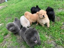 Cute Chow Chow Puppies Available